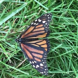 Meet your Posher, Jan